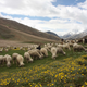 India-himachal pradesh
